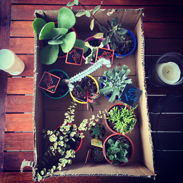 Succulents